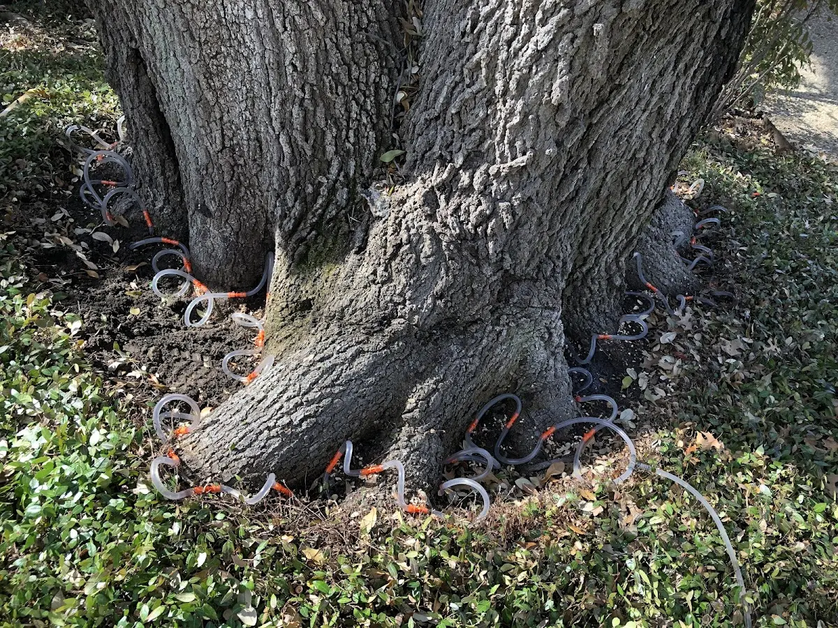 Detailed Tree Cabling and Bracing job site in Mayo